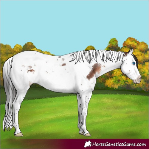 Horse Color:Brown Mushroom Splash Tobiano