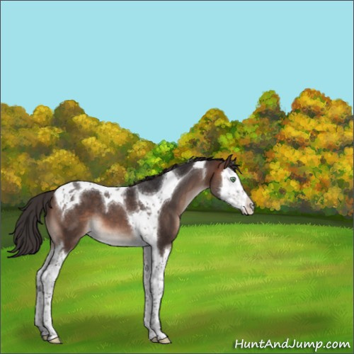 Horse Color:Brown Mushroom Splash Tobiano 