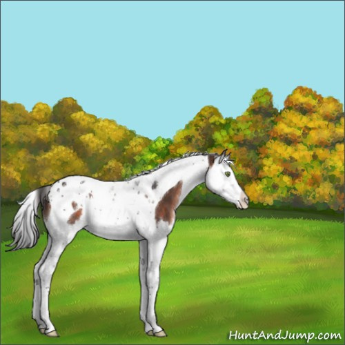 Horse Color:Brown Mushroom Splash Tobiano 