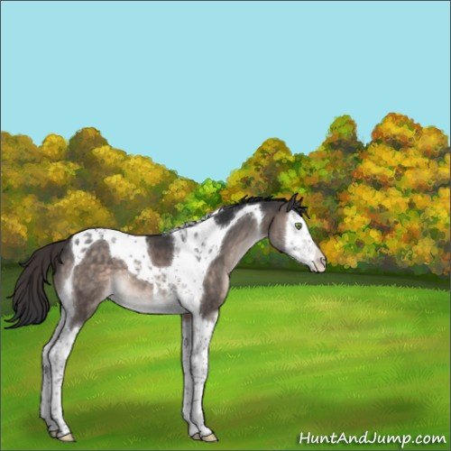 Horse Color:Brown Dun Mushroom Splash Tobiano