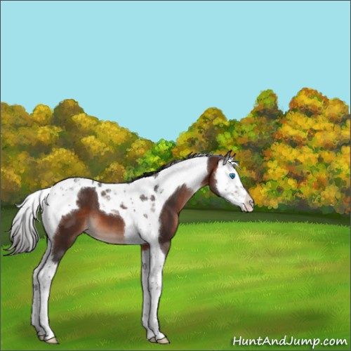 Horse Color:Brown Mushroom Splash Tobiano 