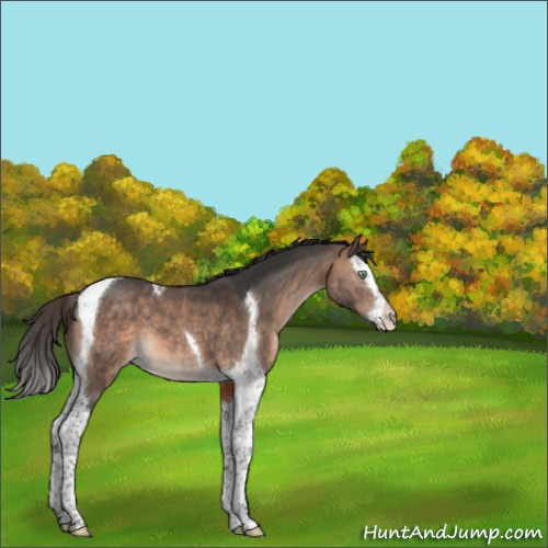 Horse Color:Brown Dun Mushroom Splash Tobiano 
