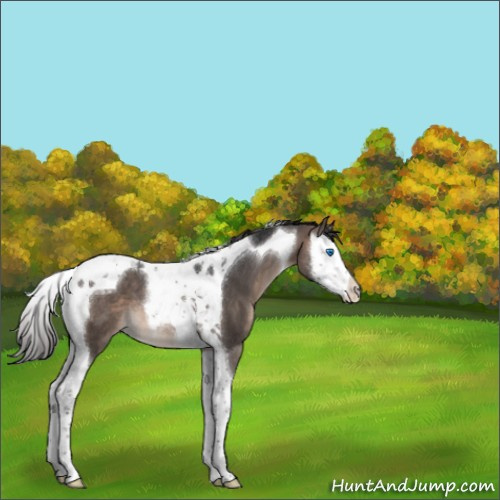 Horse Color:Brown Dun Mushroom Splash Tobiano 