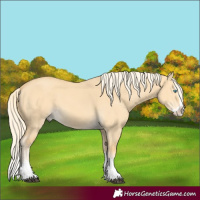 Horse Color:Palomino Dun Splash 