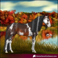 Horse Color:Brown Sabino 