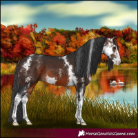 Horse Color:Brown Sabino