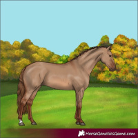Horse Color:Red Dun 