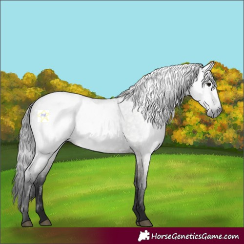 Horse Color:Gray Grullo Roan 
