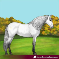Horse Color:Gray Grullo Roan