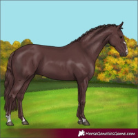 Horse Color:Chocolate Black