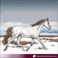 Horse Color:Red Dun Near Fewspot