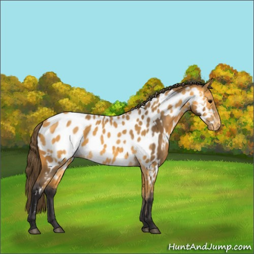 Horse Color:Buckskin Near Leopard  and Buckskin Near Leopard 