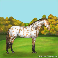 Horse Color:Buckskin Appaloosa and Buckskin Appaloosa