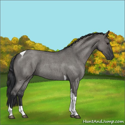 Horse Color:Grullo Roan Tobiano