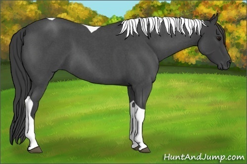 Horse Color:Smoky Blue Roan Tobiano