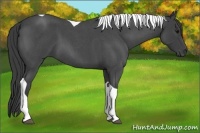 Horse Color:Smoky Blue Roan Tobiano 