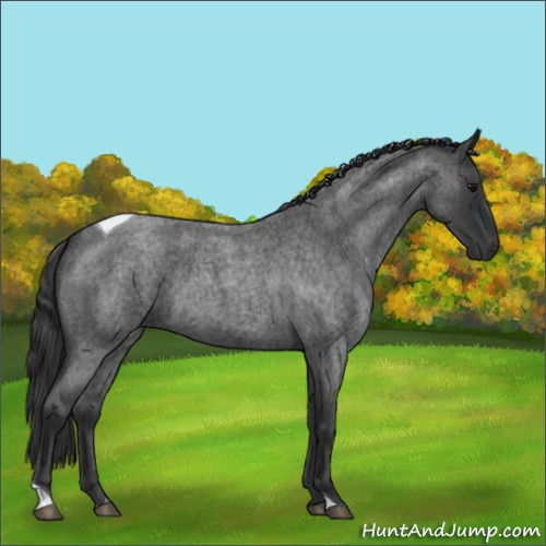 Horse Color:Blue Roan Tobiano 