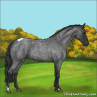 Horse Color:Blue Roan Tobiano 