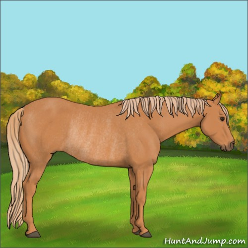 Horse Color:Chestnut Rabicano 