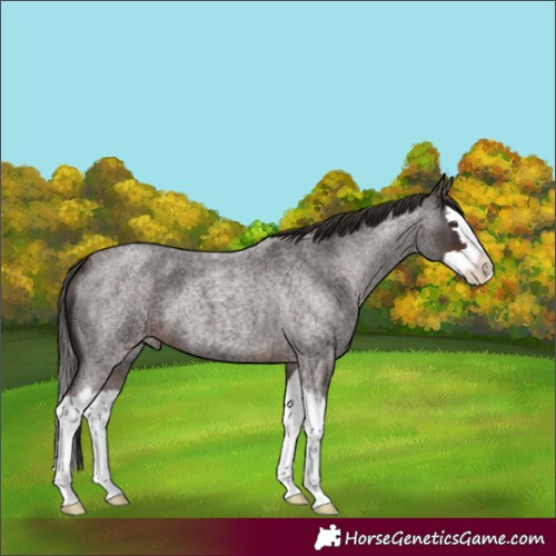 Horse Color:Liver Red Roan Splash