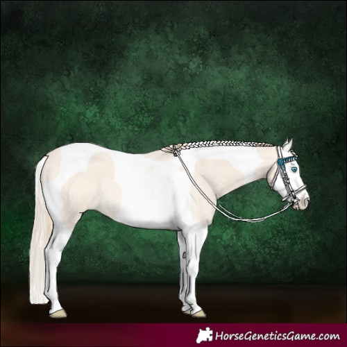 Horse Color:Perlino Roan Splash Tobiano Appaloosa 