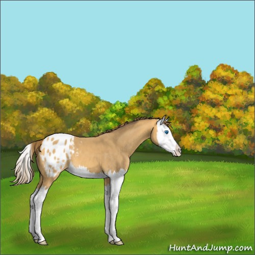 Horse Color:Amber Cream Champagne Splash Appaloosa 