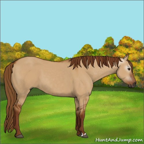 Horse Color:Gray Red Dun 