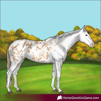 Horse Color:Chestnut Appaloosa 