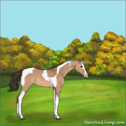 Horse Color:Bay Dun Sabino Splash Tobiano 