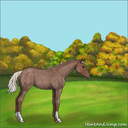Horse Color:Silver Blue Roan 