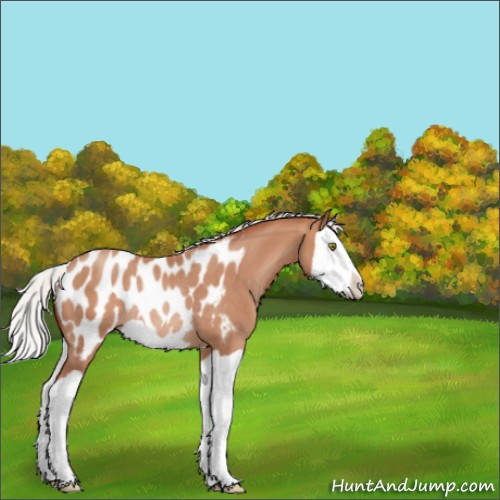 Horse Color:Silver Sable Champagne Splash Appaloosa Rabicano 