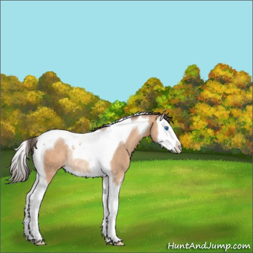 Horse Color:Amber Champagne Sabino Splash Tobiano Rabicano 