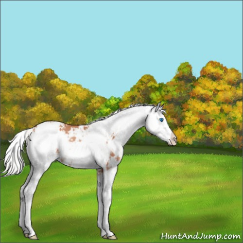 Horse Color:Silver Amber Champagne Sabino Splash Rabicano 