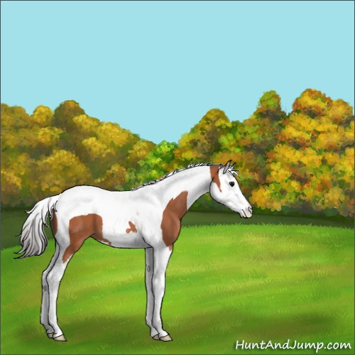 Horse Color:Bay Splash Tobiano