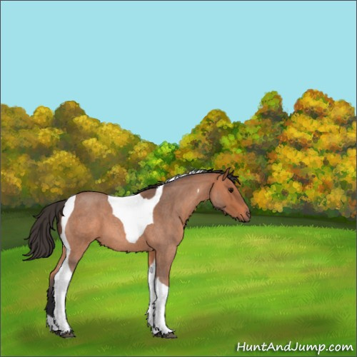 Horse Color:Bay Roan Tobiano