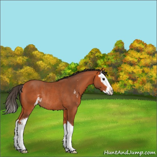Horse Color:Bay Sabino Splash Rabicano