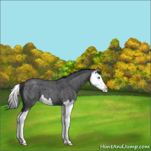 Horse Color:Blue Roan Splash 