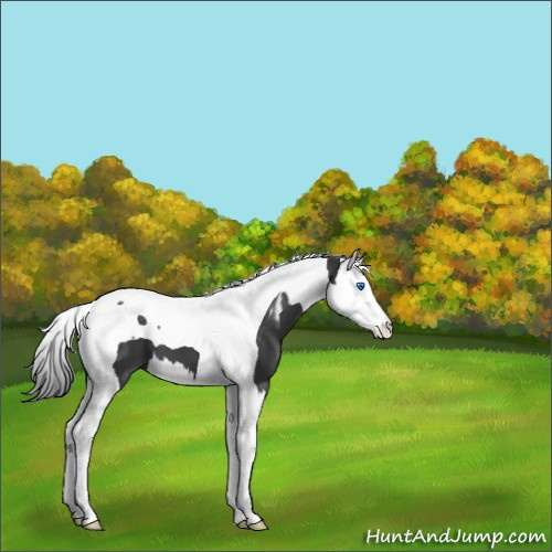 Horse Color:Black Splash Tobiano 