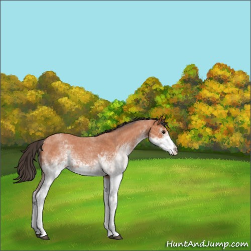 Horse Color:White Spotted Bay Roan 