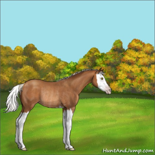 Horse Color:Gray Silver Amber Champagne Sabino Splash Rabicano