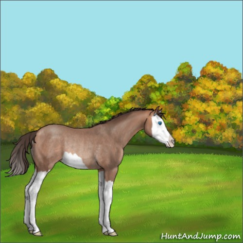 Horse Color:Amber Champagne Splash Rabicano 