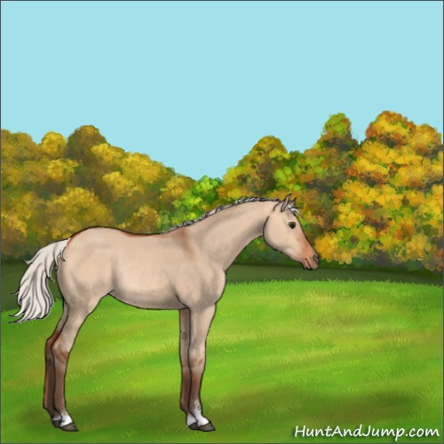 Horse Color:Silver Bay Dun Sabino Rabicano 