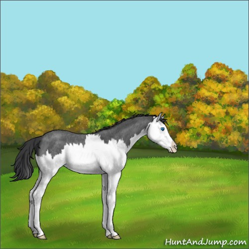 Horse Color:Blue Roan Splash Appaloosa 