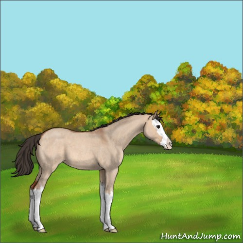 Horse Color:Bay Roan Dun Splash 