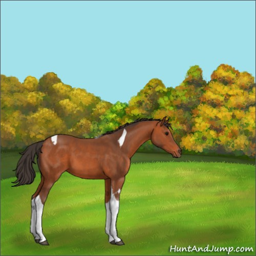 Horse Color:Bay Tobiano 