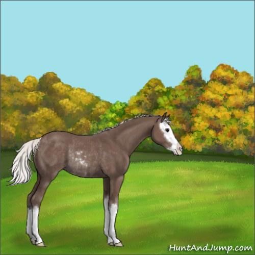 Horse Color:Silver Black Sabino Splash Rabicano 