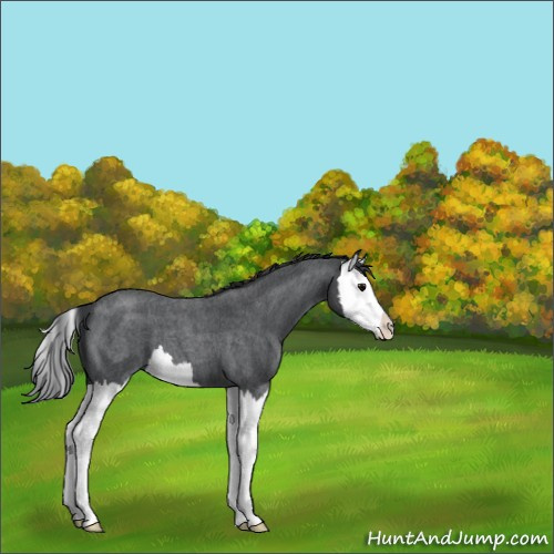 Horse Color:Blue Roan Splash 