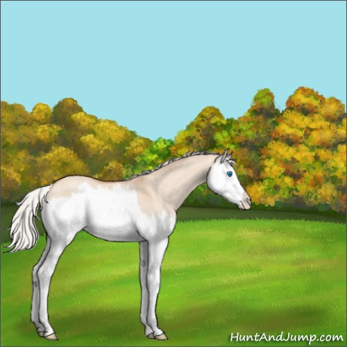 Horse Color:Silver Amber Champagne Dun Splash Rabicano 