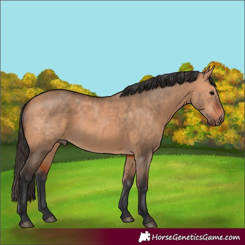 Horse Color:Bay Dun