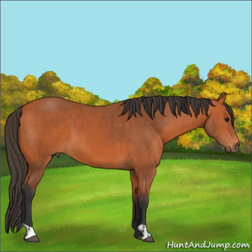 Horse Color:Bay and Bay